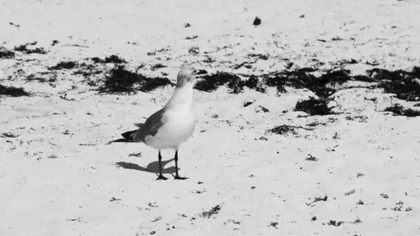 海鸥海鸥海鸥在白色沙滩上行走在海藻沙加佐平原和卡门金塔纳罗奥岛之间 — 图库视频影像