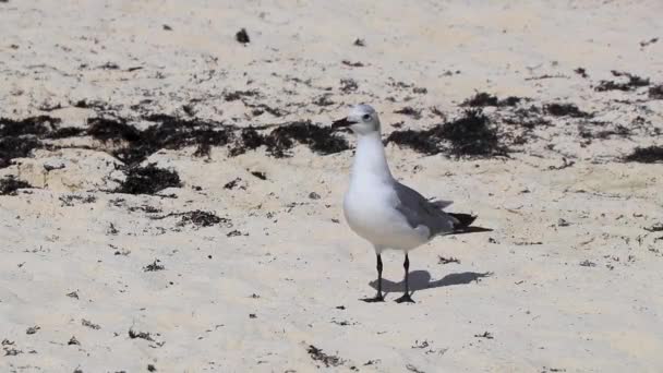 Seagull Seagulls Θαλασσοπούλια Περπάτημα Στη Λευκή Άμμο Παραλία Μεταξύ Φύκια — Αρχείο Βίντεο