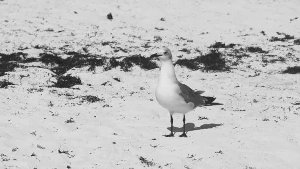 海鸥海鸥海鸥在白色沙滩上行走在海藻沙加佐平原和卡门金塔纳罗奥岛之间 — 图库视频影像