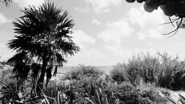 墨西哥卡门 金塔纳罗奥州的热带美洲驯鹿海滩棕榈树和丛林森林中的冷杉树 蓝天多云 — 图库视频影像