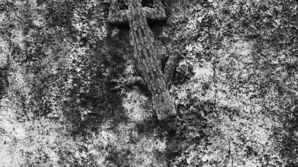 Lizards Geckos Iguanas Reptiles Camouflaged Wall Stone Rock Branch Jungle — 图库视频影像