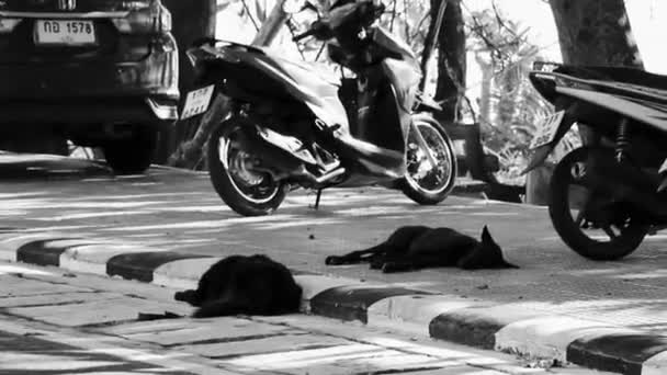 Phuket Thailand October 2018 Stray Dogs Lie Sleeping Street Naithon — Vídeo de Stock