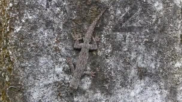 Lizards Geckos Iguanas Reptiles Camouflaged Wall Stone Rock Branch Jungle — Stok video