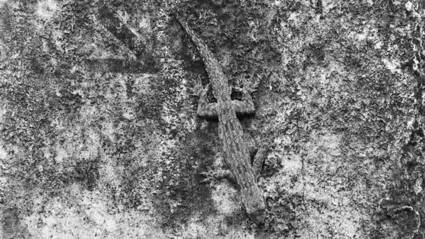 Lizards Geckos Iguanas Reptiles Camouflaged Wall Stone Rock Branch Jungle — 图库视频影像