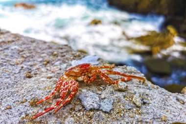 Dead red crab crabs on wet cliffs stones rocks in Zicatela Puerto Escondido Oaxaca Mexico.