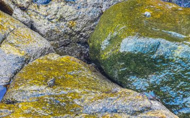 Black red crab crabs on wet cliffs stones rocks in Zicatela Puerto Escondido Oaxaca Mexico.