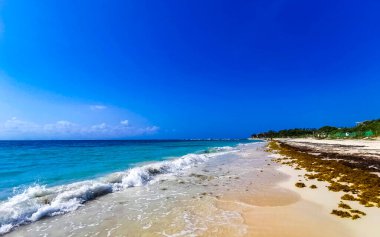 Tropical Caribbean beach landscape panorama with clear turquoise blue water and seaweed sargazo in Playa del Carmen Mexico.
