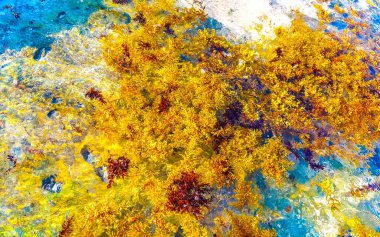 The beautiful Caribbean beach totally filthy and dirty the nasty seaweed sargazo problem in Playa del Carmen Quintana Roo Mexico.