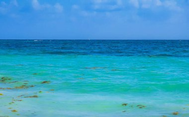 Tropical Caribbean beach landscape panorama with clear turquoise blue water and seaweed sargazo in Playa del Carmen Mexico.