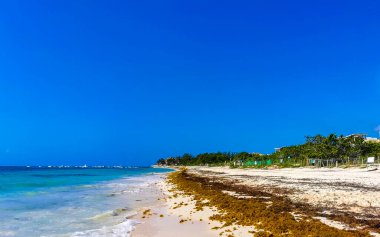 Tropical Caribbean beach landscape panorama with clear turquoise blue water and seaweed sargazo in Playa del Carmen Mexico.