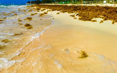 Tropical Caribbean beach landscape panorama with clear turquoise blue water and seaweed sargazo in Playa del Carmen Mexico.