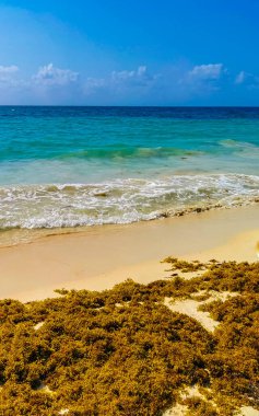 Tropical Caribbean beach landscape panorama with clear turquoise blue water and seaweed sargazo in Playa del Carmen Mexico.