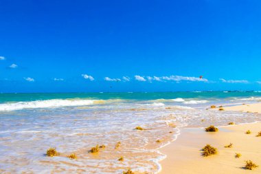 Tropical Caribbean beach landscape panorama with clear turquoise blue water and seaweed sargazo in Playa del Carmen Mexico.