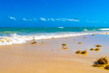 Tropical Caribbean beach landscape panorama with clear turquoise blue water and seaweed sargazo in Playa del Carmen Mexico.