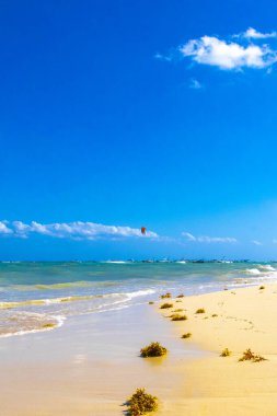 Tropical Caribbean beach landscape panorama with clear turquoise blue water and seaweed sargazo in Playa del Carmen Mexico.