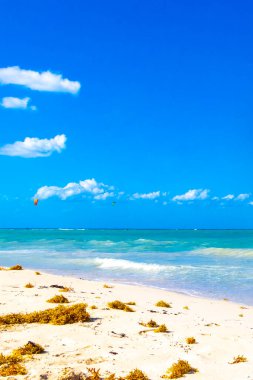 Tropical Caribbean beach landscape panorama with clear turquoise blue water and seaweed sargazo in Playa del Carmen Mexico.