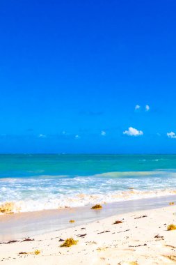 Tropical Caribbean beach landscape panorama with clear turquoise blue water and seaweed sargazo in Playa del Carmen Mexico.