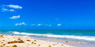 Tropical Caribbean beach landscape panorama with clear turquoise blue water and seaweed sargazo in Playa del Carmen Mexico.