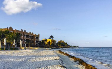 Tropical Caribbean beach landscape panorama with clear turquoise blue water and seaweed sargazo in Playa del Carmen Mexico.