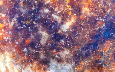 The beautiful Caribbean beach totally filthy and dirty the nasty seaweed sargazo problem in Playa del Carmen Quintana Roo Mexico.