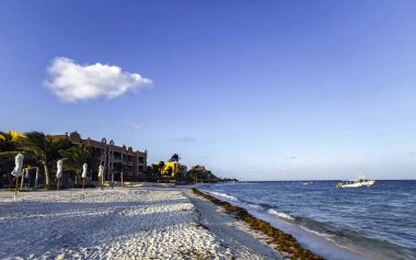 Tropical Caribbean beach landscape panorama with clear turquoise blue water and seaweed sargazo in Playa del Carmen Mexico.