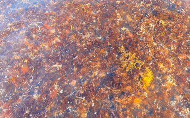 The beautiful Caribbean beach totally filthy and dirty the nasty seaweed sargazo problem in Playa del Carmen Quintana Roo Mexico.