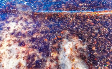 The beautiful Caribbean beach totally filthy and dirty the nasty seaweed sargazo problem in Playa del Carmen Quintana Roo Mexico.