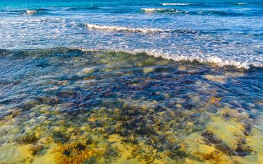 The beautiful Caribbean beach totally filthy and dirty the nasty seaweed sargazo problem in Playa del Carmen Quintana Roo Mexico.
