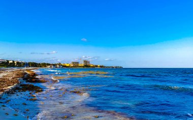 Tropical Caribbean beach landscape panorama with clear turquoise blue water and seaweed sargazo in Playa del Carmen Mexico.