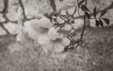 Güzel kırmızı trompet çiçeği veya Novi Vinodolski Hırvatistan 'daki tırmanan trompet kampı.