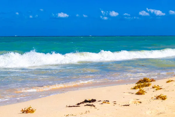 Tropical Caribbean beach landscape panorama with clear turquoise blue water and seaweed sargazo in Playa del Carmen Mexico.