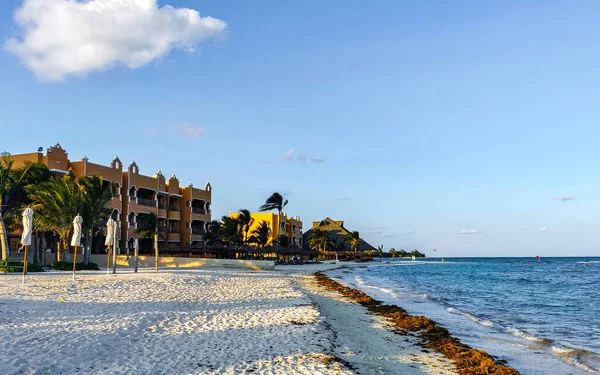 Tropical Caribbean beach landscape panorama with clear turquoise blue water and seaweed sargazo in Playa del Carmen Mexico.