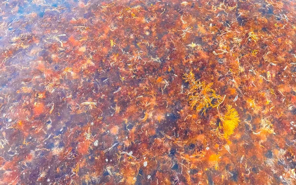 The beautiful Caribbean beach totally filthy and dirty the nasty seaweed sargazo problem in Playa del Carmen Quintana Roo Mexico.