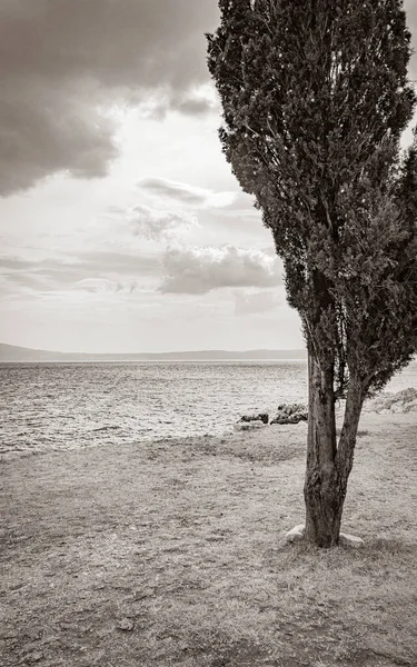 Novi Vinodolski Hırvatistan 'daki Akdeniz manzara gezisi bir ağacın arkasında.