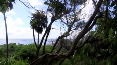 Tropik Meksika Karayip plaj ağaçları ve orman ormanlarında köknar ağaçları Playa del Carmen Quintana Roo Meksika 'da bulutlu mavi gökyüzü.