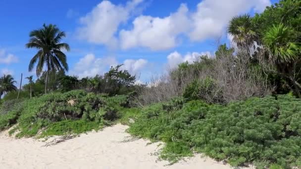 Palmeras Abetos Caribeños Tropicales Naturaleza Selvática Con Cielo Azul Nublado — Vídeos de Stock