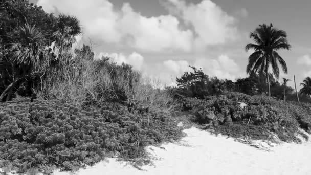 Tropik Meksika Karayip Plaj Ağaçları Orman Ormanlarında Köknar Ağaçları Playa — Stok video