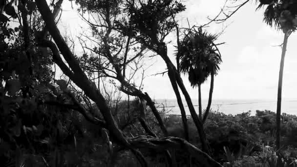 Tropiska Mexikanska Karibiska Strand Palmer Och Gran Träd Djungel Skog — Stockvideo