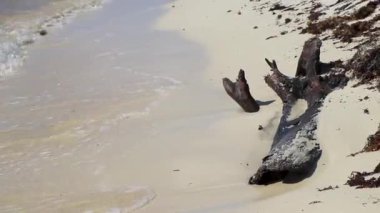 Beautiful Caribbean beach with washed up tree trunk wood branch in Playa del Carmen Quintana Roo Mexico.