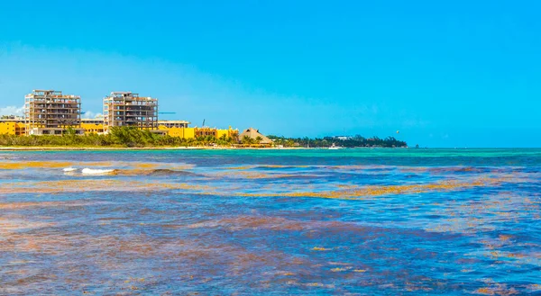 Tropical caribbean beach landscape panorama with clear turquoise blue water in Playa del Carmen Mexico.