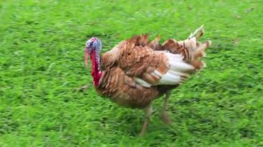 Tayland bahçesi ve çiftlik tavuğu Tayland 'ın güneydoğu Asya bölgesindeki Sakhu Thalang' daki Naithon Sahili 'nde..