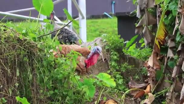 Thai Garden Farm Turkey Chicken Naithon Beach Sakhu Thalang Phuket — Stock Video
