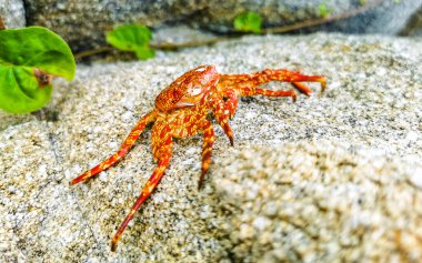 Dead red crab crabs on wet cliffs stones rocks in Zicatela Puerto Escondido Oaxaca Mexico.