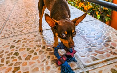 Portrait of a Mexican brown playful russian toy terrier dog while playing looking lovely and cute in the camera in Playa del Carmen Mexico.