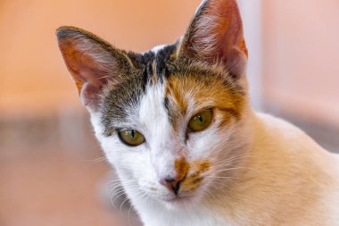 Meksika beyaz kedisinin portresi Playa del Carmen Meksika 'da kamerada sevimli ve sevimli görünürken.