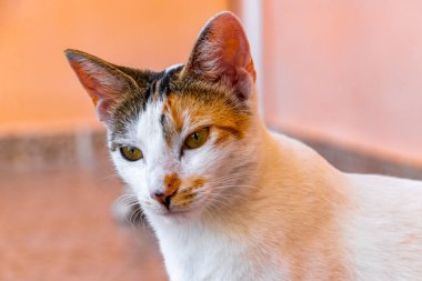 Meksika beyaz kedisinin portresi Playa del Carmen Meksika 'da kamerada sevimli ve sevimli görünürken.