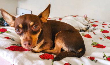White cat and brown dog rest and sleep on the sofa couch in Mexico.