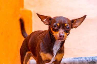 Portrait of a Mexican brown playful russian toy terrier dog while playing looking lovely and cute in the camera in Playa del Carmen Mexico.