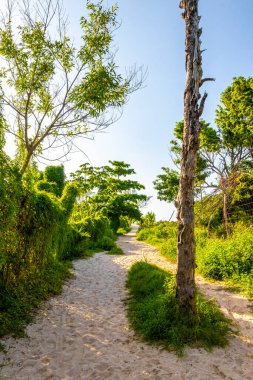 Tropical mexican caribbean beach palm trees plants and fir trees in jungle forest nature with cloudy blue sky in Playa del Carmen Quintana Roo Mexico.