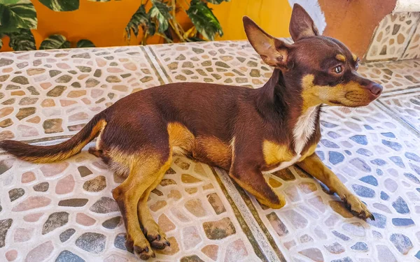 Portrait of a Mexican brown russian toy terrier dog while he is relaxing on ground floor balcony terrace in Playa del Carmen Mexico.